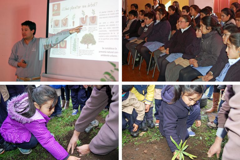 Niños y niñas de Boroa aprenden la importancia de los árboles plantando araucarias y notros