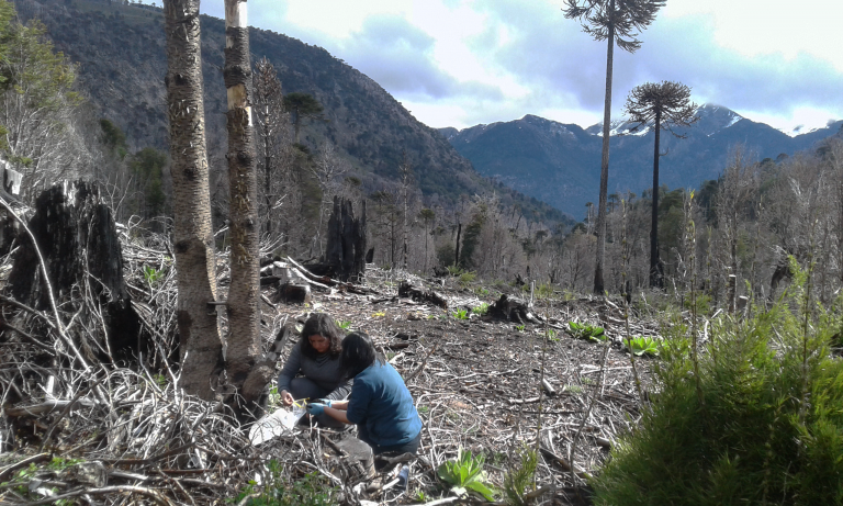 La búsqueda de microorganismos  para reforestar La Araucanía
