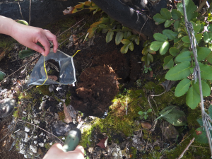 Un combinado de microorganismos podría contribuir a la reforestación de un bosque arrasado por el fuego. 