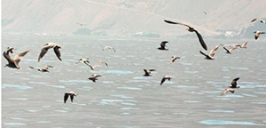 Avifauna costera de Arica fue afectada por mortandad de El Niño