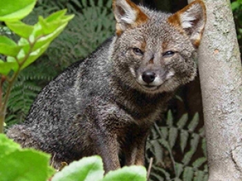 Lo que está en juego con la Ley de Biodiversidad y Áreas Protegidas.