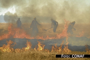 Incendios Forestales: Daño irreparable al entorno y  a nuestra calidad de vida
