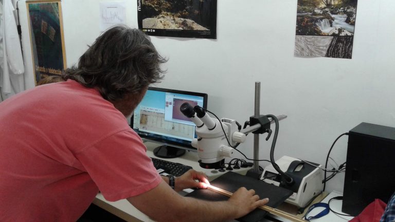 El lenguaje de los cipreses: Árboles entregan interesantes datos sobre la sequía en la zona central