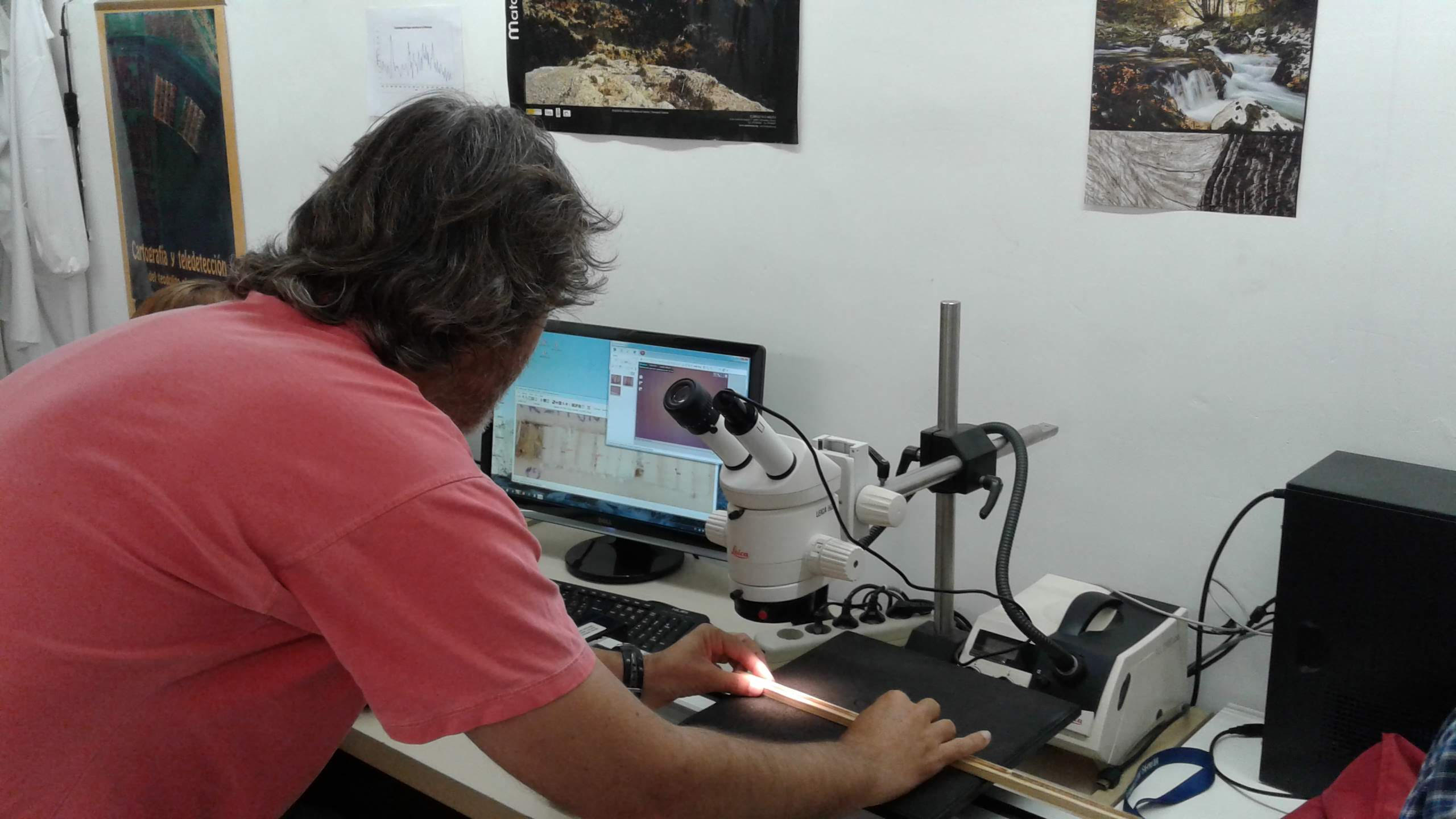 El lenguaje de los cipreses: Árboles entregan interesantes datos sobre la sequía en la zona central