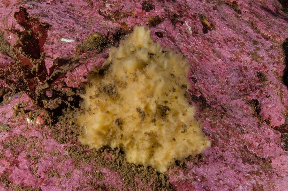 Científicos de la Universidad de Genova Italia, descubren dos nuevas especies de esponjas en el fiordo de Puyuhuapi