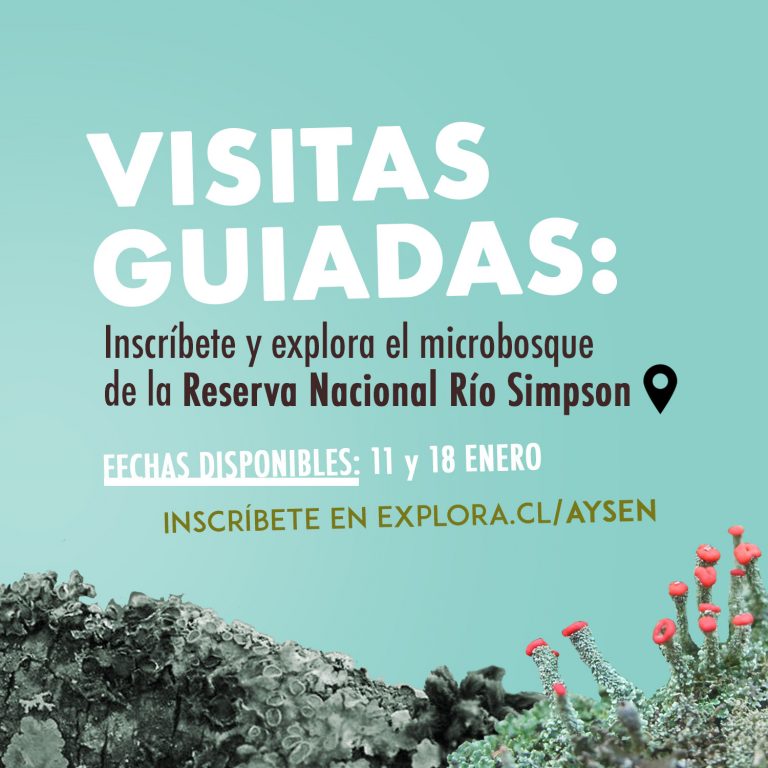 Invitan a conocer microbosque de Aysén mediante visitas guiadas