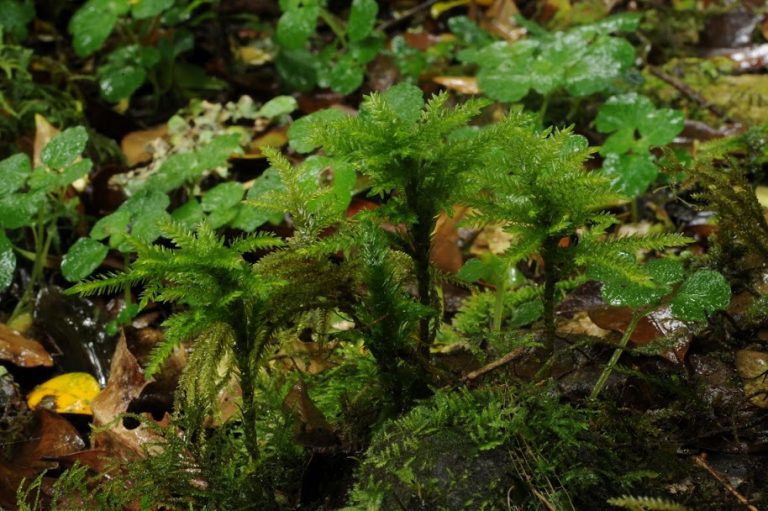 Bosques en miniatura: una enseñanza milenaria de resiliencia, diversidad y cooperación