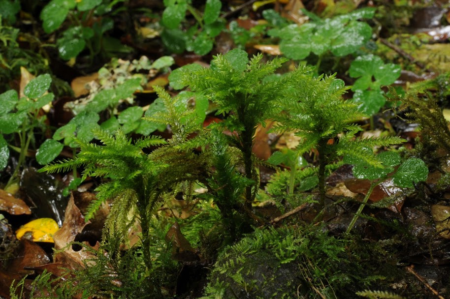 Bosques en miniatura: una enseñanza milenaria de resiliencia, diversidad y cooperación