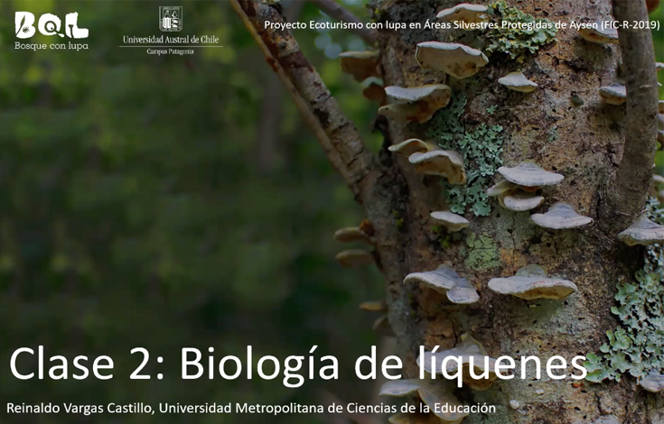Descubriendo el microbosque a través del ecosistema digital