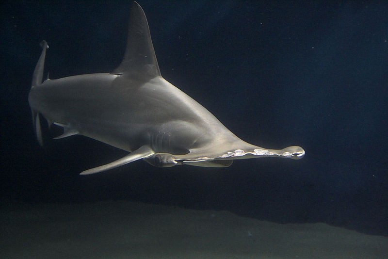 Ciclo de Actividades de Aprendizaje Marino: Tiburones, estructuradores de comunidades marinas