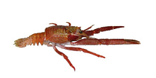La opinión de la ciencia: Langostino Colorado, el verdadero sobreviviente del océano
