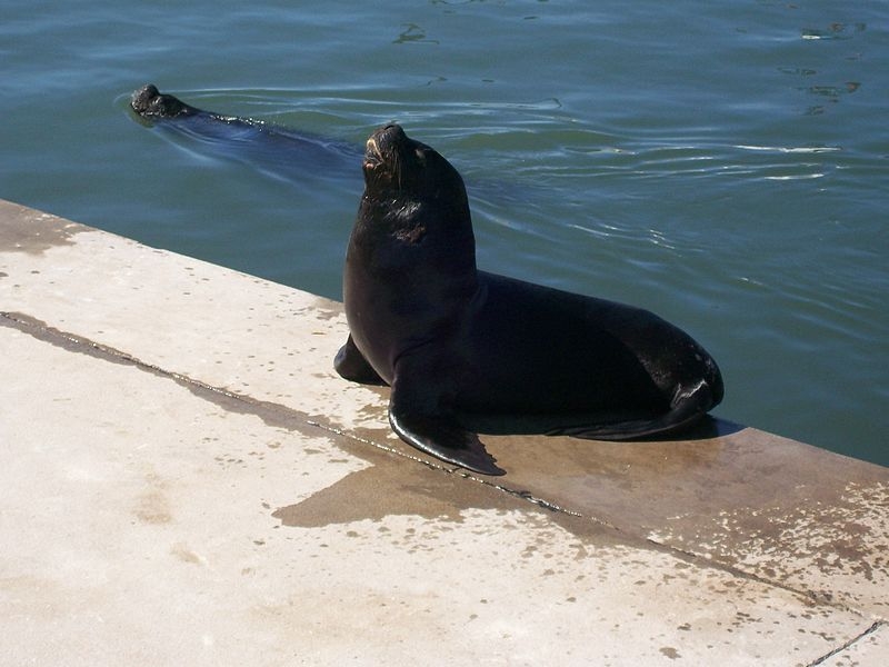 Ciclo de Actividades de Aprendizaje Marino: Impacto de actividades humanas en especies marinas