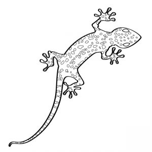 Gecko