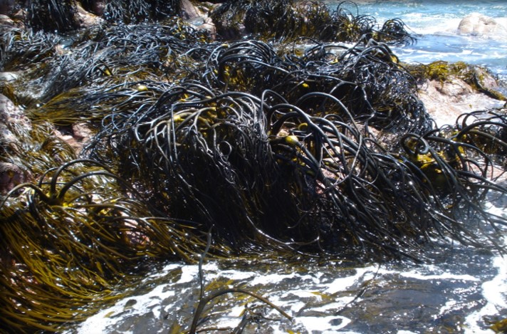 Del mar a la medicina: Conoce el proyecto que transforma algas extraídas en las costas de la región, a material de uso Biomédico