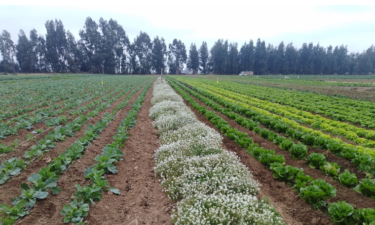 Columna de opinión: Horticultura sostenible en el cordón hortícola de Pan de Azúcar, Coquimbo