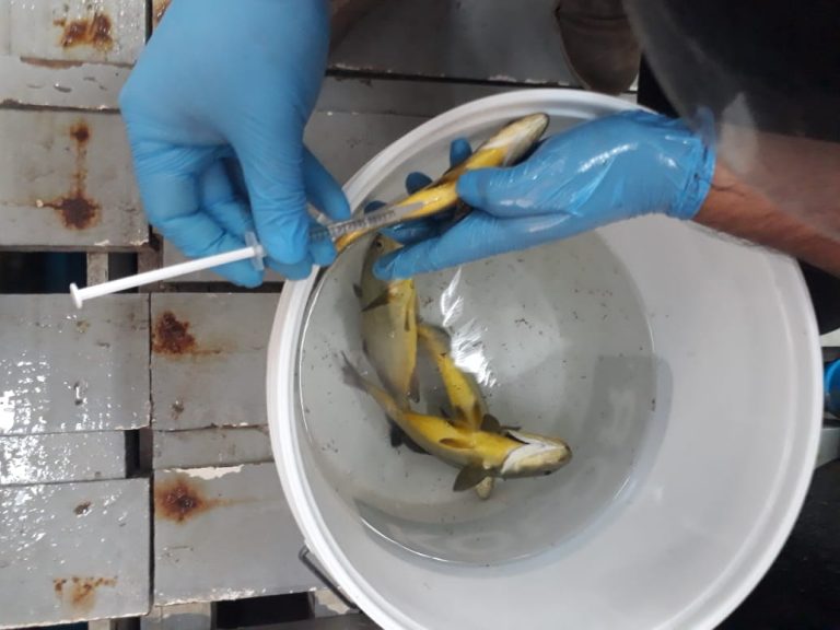 Apuntan mejorar el aspecto y sabor de pescados como la corvina y la Cojinoba del norte mediante péptidos