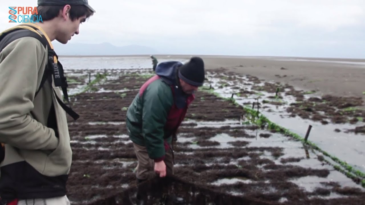 Las algas protagonizan nuevo Capítulo de PURA CIENCIA