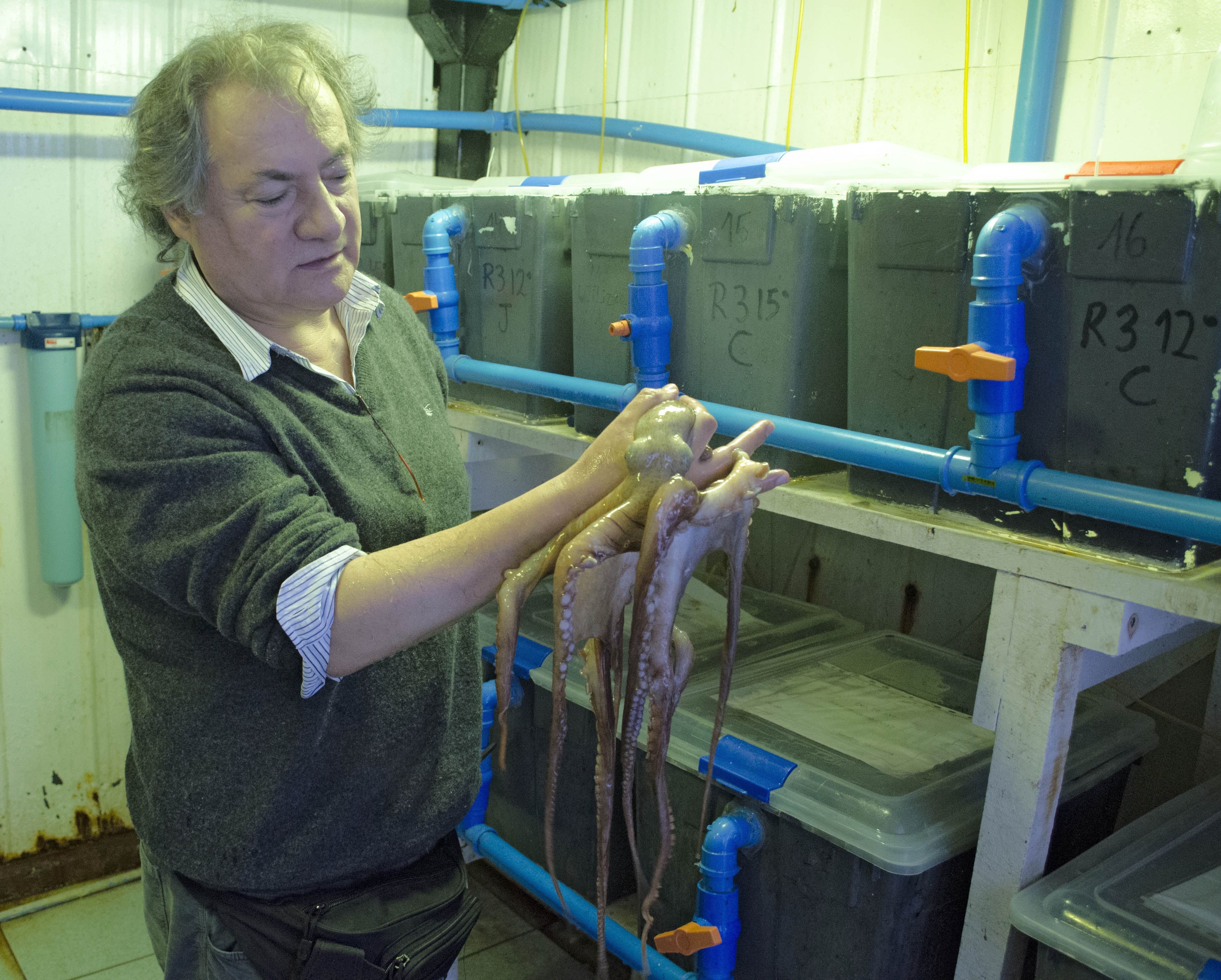 Desarrollo e Investigación Acuícola en la zona Sur Austral de Chile