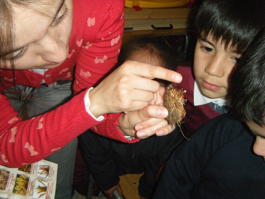 La importancia de las Turberas y el Sphagnum abordará ciclo de charlas “Bibliociencia”