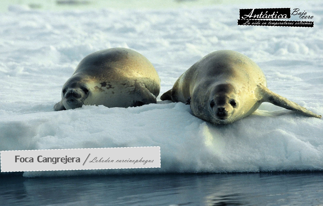 Muestra “Antártica bajo cero” llega a la Biblioteca Dr. Matías Yuraszeck de Puerto Montt
