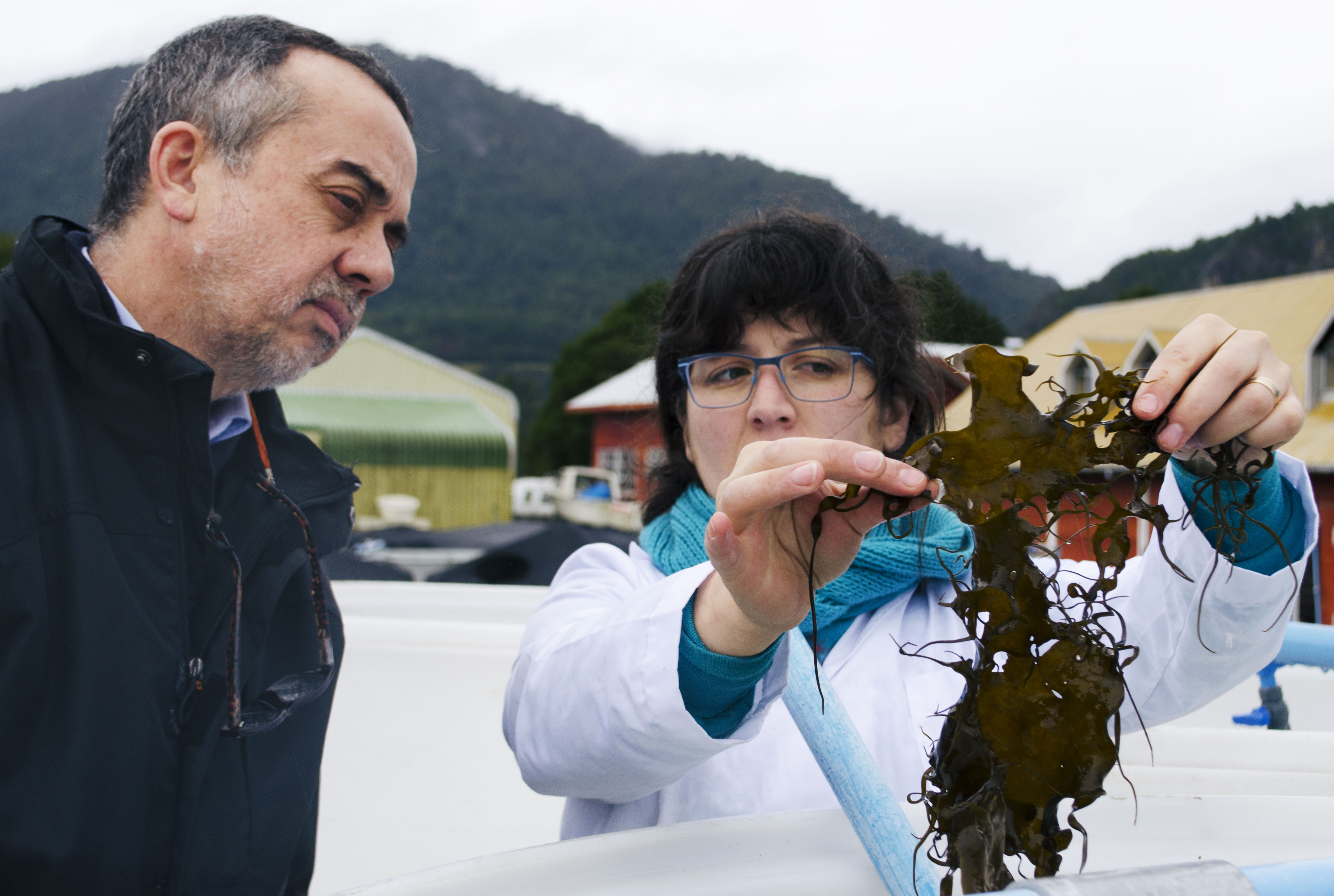 Pionera investigación desarrolla técnicas de cultivo y repoblamiento del “cochayuyo”