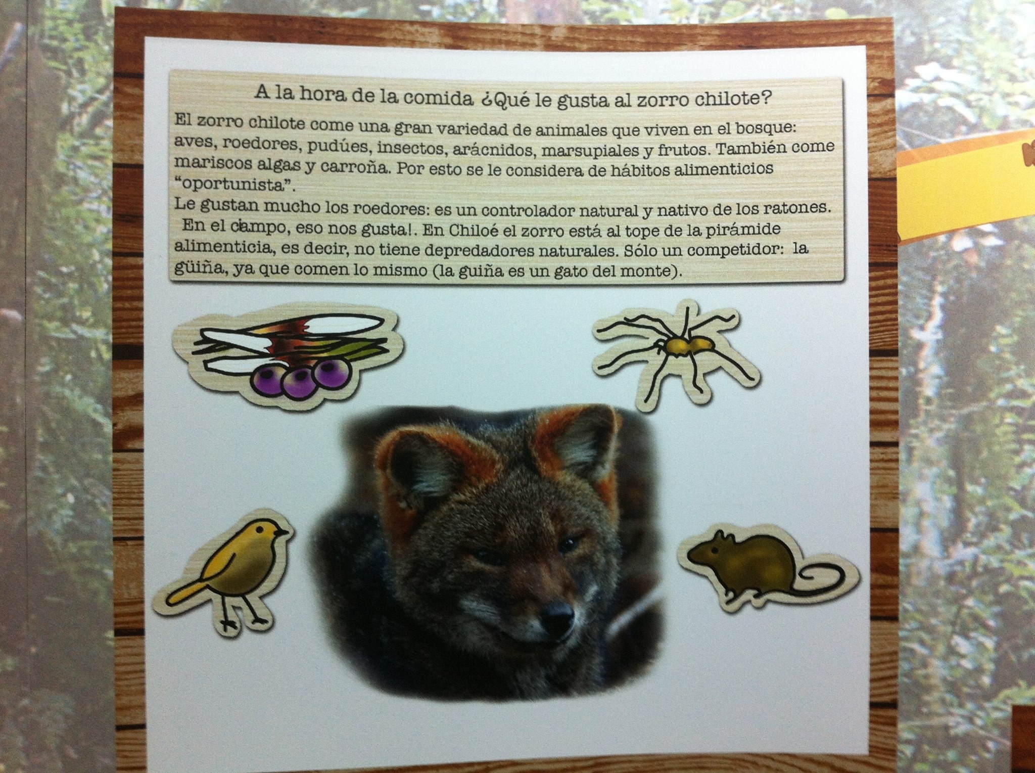 El zorro chilote es protagonista de novedoso material pedagógico