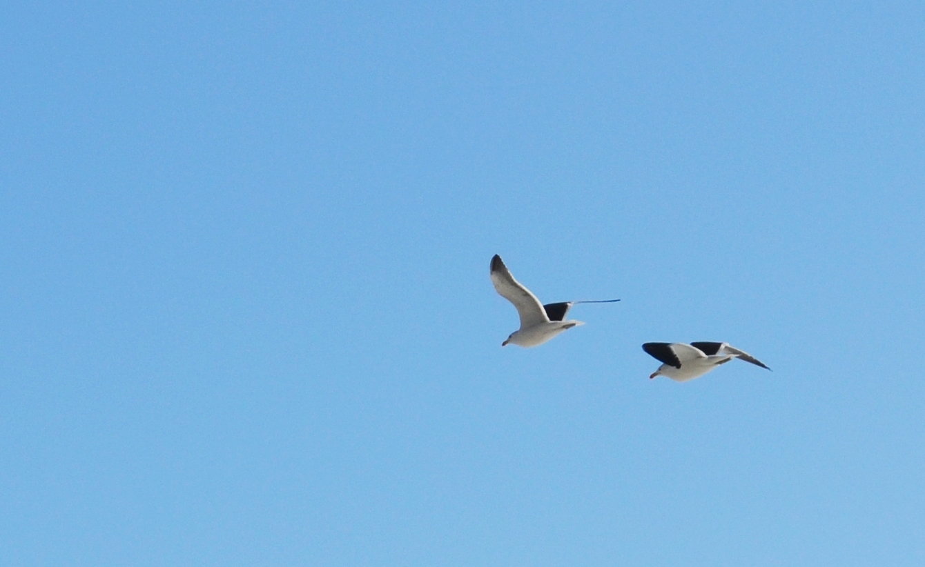 Investigador de aves marinas costeras compartirá su trabajo con escolares de Carretera Austral