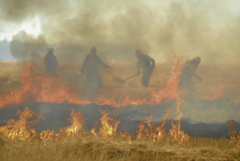 Incendios Forestales: Daño irreparable al entorno y  a nuestra calidad de vida