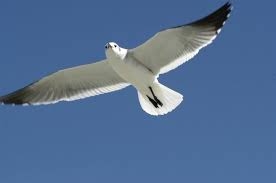 Partió itinerancia de exposición sobre aves de Magallanes