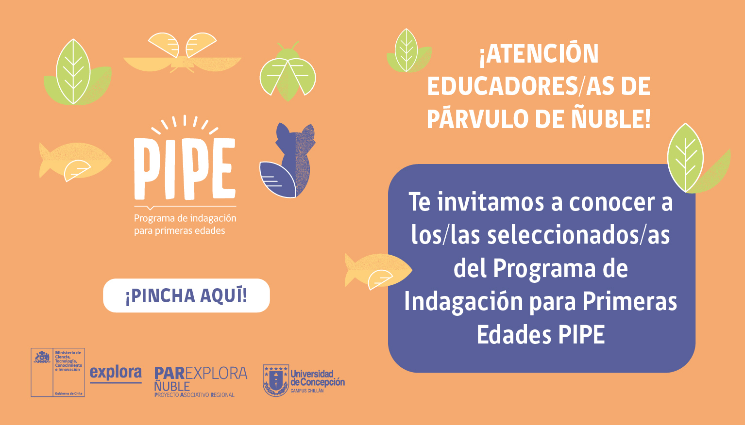 Te invitamos a conocer a las seleccionadas de PIPE
