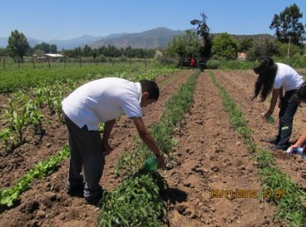 Agricultura Orgánica: la apuesta del Club de Ciencias del Colegio Stma Virgen María de Las Cabras