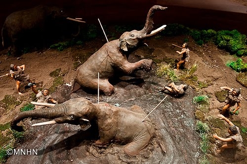 Muestra Gonfoterios próxima a inaugurarse en San Vicente