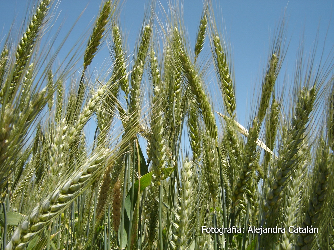 “Mejoramiento genético: Combinación entre arte y ciencia”