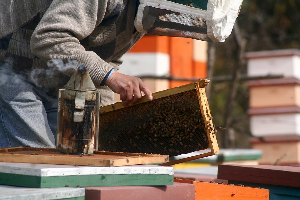 Región de O´Higgins ya cuenta con laboratorio de calidad apícola