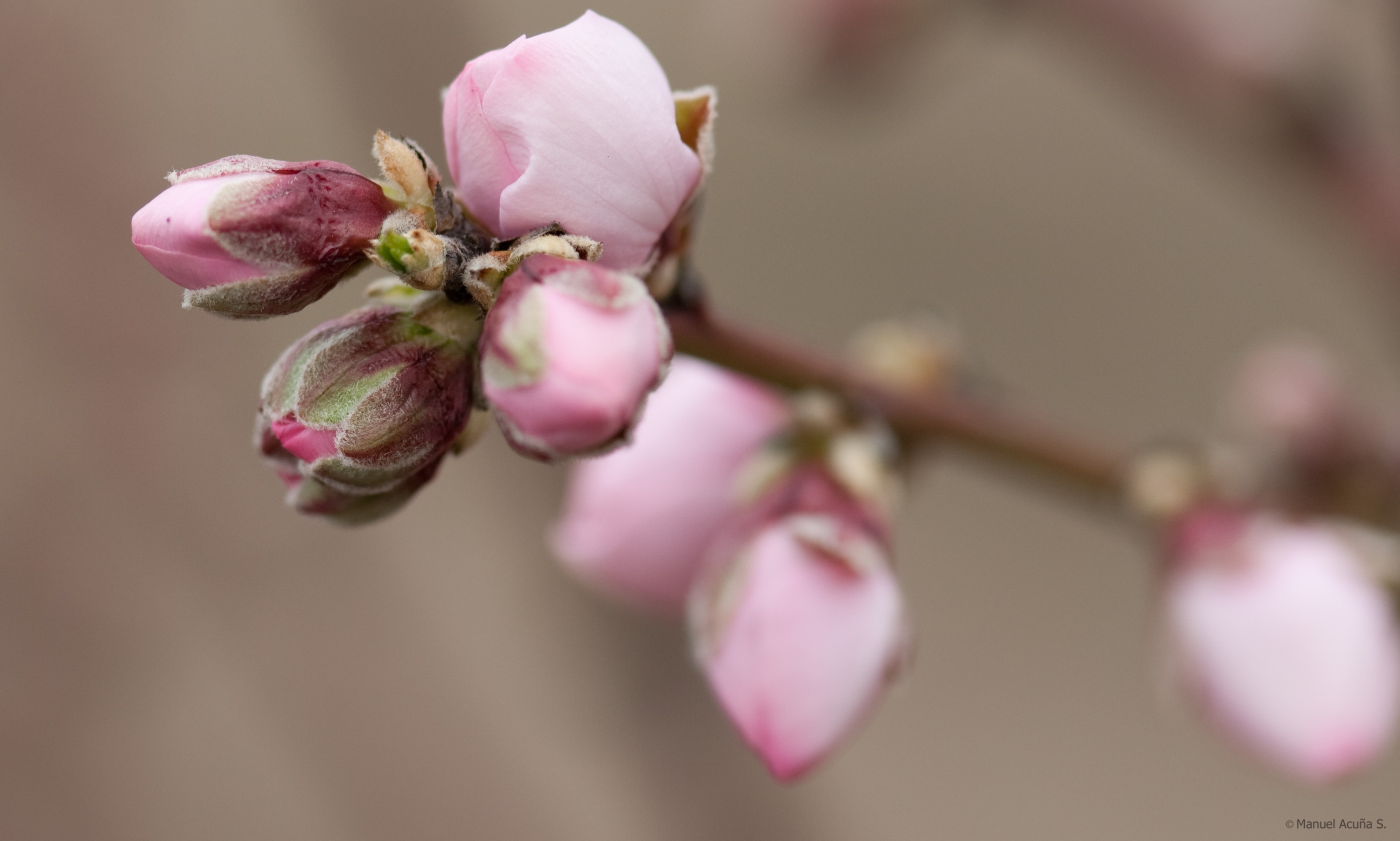 Ejecutarán proyecto de Conservación y Estudio de la Biología de Polen