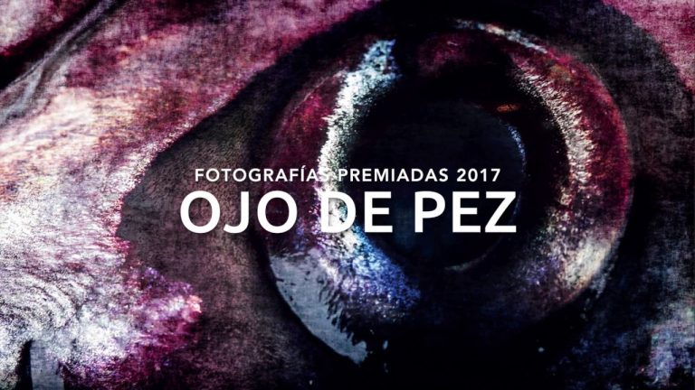 Fotografías ganadoras del concurso Ojo de Pez destacan belleza acuática de Chile