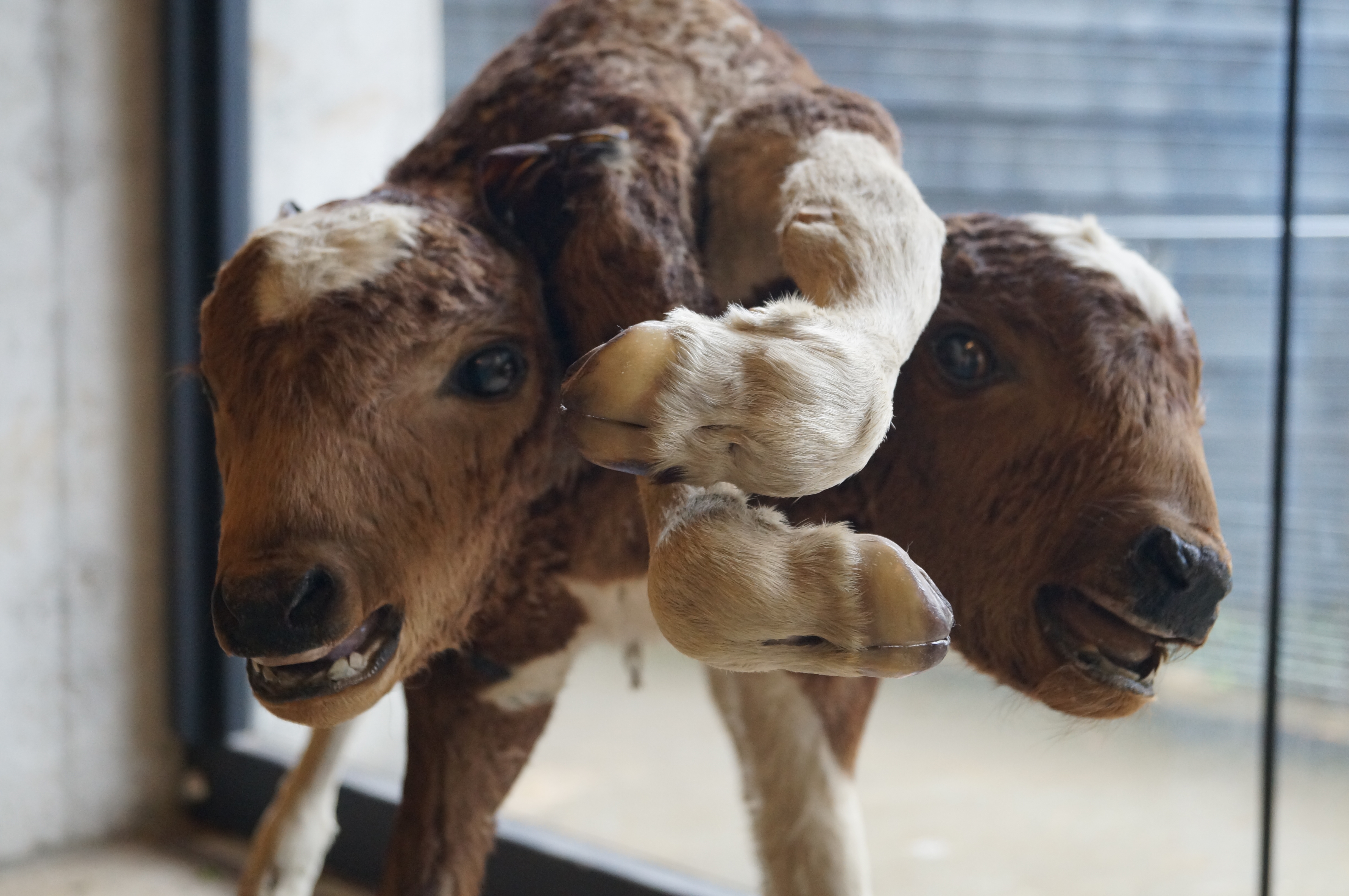 Gabinete de Patología Animal se presenta en la Municipalidad de Valdivia
