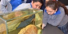 Inauguran ciclo de exposiciones regionales en San José de la Mariquina
