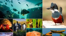 Exhibirán las fotografías finalistas del concurso Ojo de Pez en Museo de la Exploración R. A. Philippi