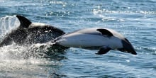 Reservas  y Parques Marinos en Chile: Contribuyendo para su Conservación