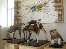 Ven a conocer “El Gabinete de Patología Animal”