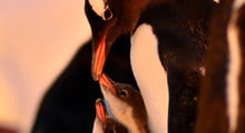 Las mejores fotografías acuáticas se exhibirán en Corral