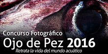 Para retratar la vida del mundo acuático en Chile: se abrió concurso fotográfico Ojo de Pez 2016
