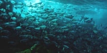 Concurso Ojo de Pez 2016 entregó premios a las mejores fotografías de ecosistemas acuáticos