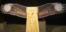 ¡El Mundo Alado de Ornithes!