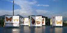 Explora presenta las mariposas del sur del mundo en Valdivia