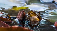 Concurso fotográfico Ojo de Pez amplía plazo de postulación