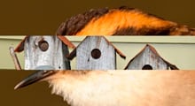 PAR Explora y Congreso del Futuro Los Ríos invitan a construir casas para las aves del futuro