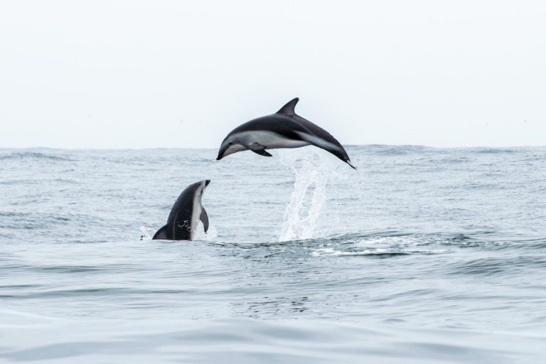 Ojo de Pez 2020 busca las mejores imágenes de los ecosistemas acuáticos de Chile