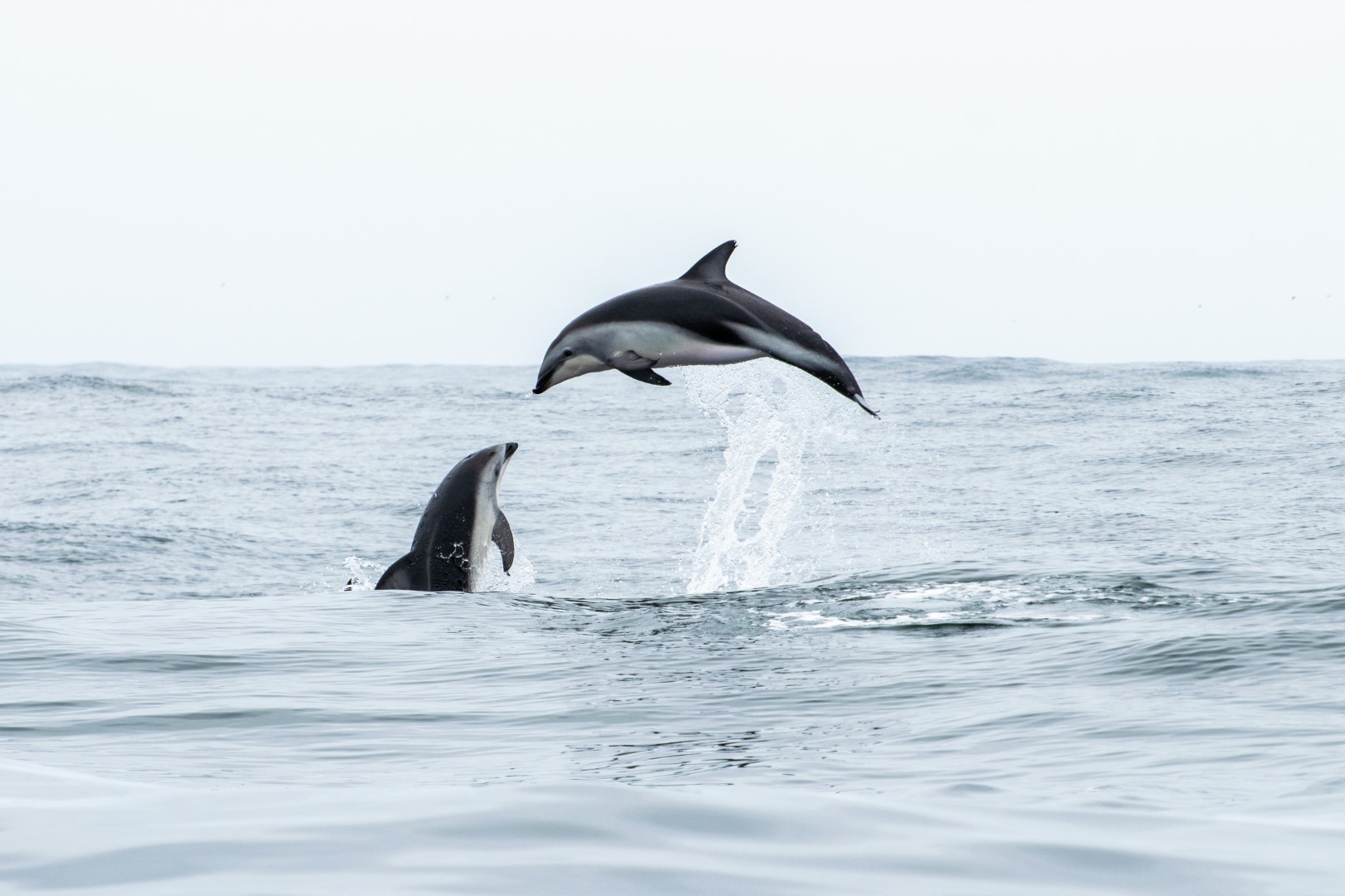 Ojo de Pez 2020 busca las mejores imágenes de los ecosistemas acuáticos de Chile